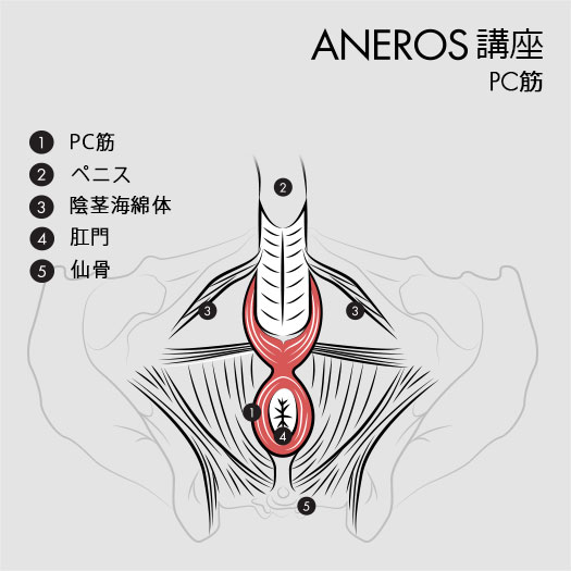 前立腺マッサージ器アネロスの挿入方法と体位とPC筋